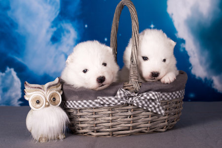 Two White fluffy small Samoyed puppies dogs are on blue backgroundの写真素材