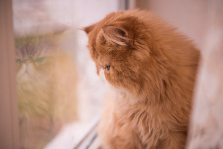 Persian breed cat is looking out the windowの写真素材