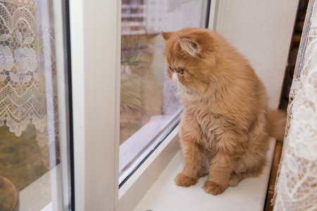 Persian breed cat is looking out the windowの写真素材
