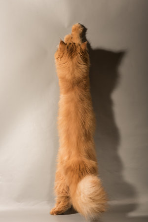 Persian Exotic cat is on gray background, back view. Cat is playing, it is standing on its hind pawsの写真素材