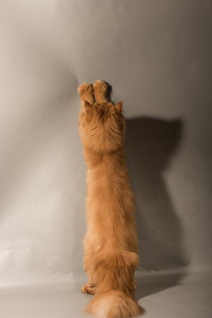 Persian Exotic cat is on gray background, back view. Cat is playing, it is standing on its hind pawsの写真素材