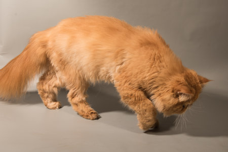 Cat hunting to toy mouse at home, Persian cat wanting to attackの写真素材