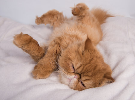 Persian red haired domestic cat sleeps at home, lying on a bed on a white blanket in a funny poseの写真素材