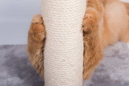 Red cat sharpens its claws on the scratching postの写真素材