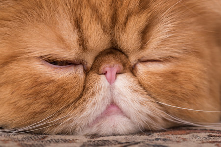 Persian red haired domestic cat sleeps at home, lying on a bedの写真素材