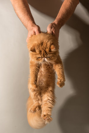 Big beautiful fluffy cat in hands of the owner. Red cat with thick orange coat. World Cat Dayの写真素材