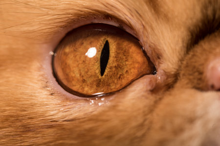 Red Persian exotic cat eye close upの写真素材