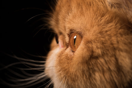 Red Persian exotic cat eye close upの写真素材