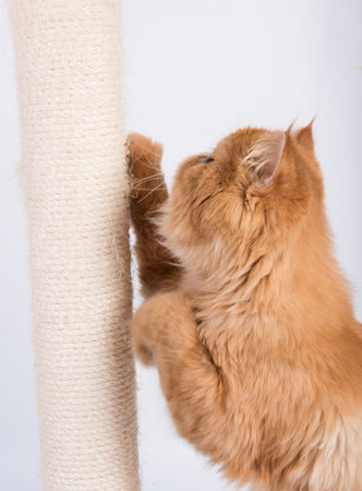 Cat sharpens its claws on the scratching postの写真素材