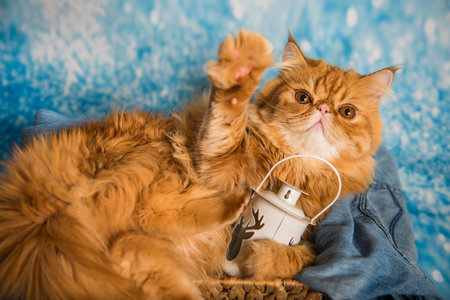 Red Persian cat with lantern on Christmasの写真素材