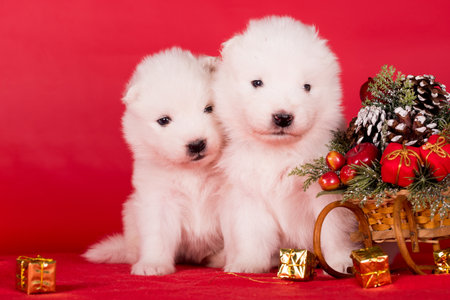 Christmas puppies. Samoyed puppies dogs on Christmas red background. Merry Christmasの写真素材