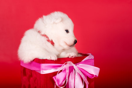 White fluffy small Samoyed puppy dog in a gift red boxの写真素材