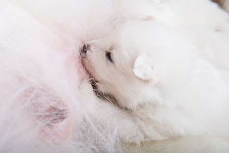 Samoyed dog mother with puppies. Puppies suckling motherの写真素材