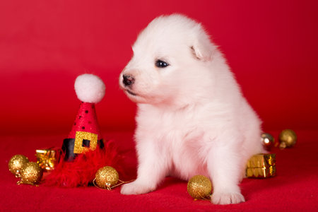 Christmas Santa puppy in a hat. Samoyed puppy dog on Christmas red background. Merry Christmasの写真素材