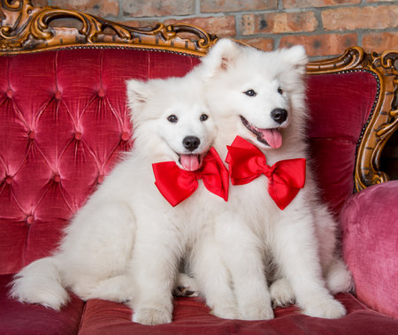 Funny white Samoyed dogs on the red luxury couchの写真素材