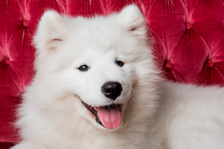White fluffy Samoyed dog puppy on the red luxury couchの写真素材