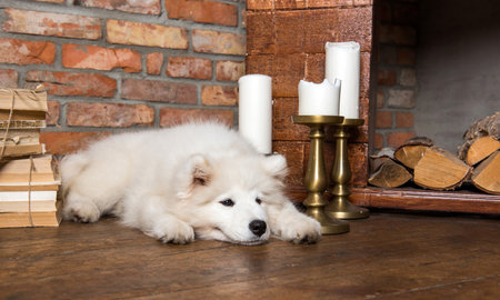 White fluffy Samoyed puppy dog near the fireplace with candlesの写真素材