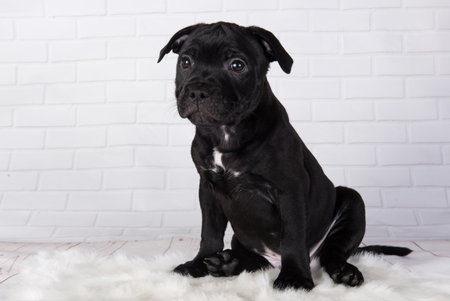 Black American Staffordshire Terrier dog or AmStaff puppy on white backgroundの写真素材
