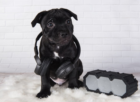 American Staffordshire Bull Terrier dog puppy with softbox and headphones on whiteの写真素材