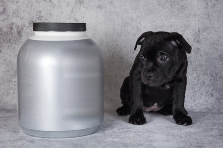 American Staffordshire Bull Terrier dog puppy with dumbbells for sports and a jar of vitaminsの写真素材