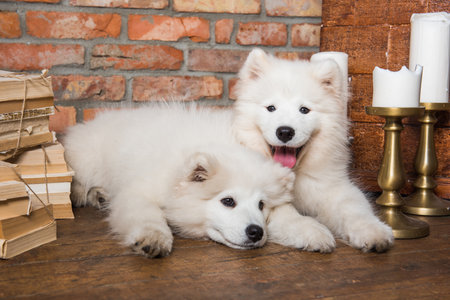 Two white fluffy Samoyed puppies dogs with book near the fireplace with candlesの写真素材