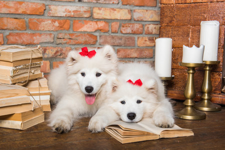 Two white fluffy Samoyed puppies dogs with book near the fireplace with candlesの写真素材