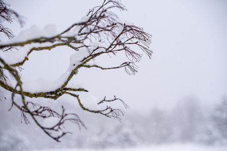 Tree branch in the snow. Winter landscape with snowyの写真素材