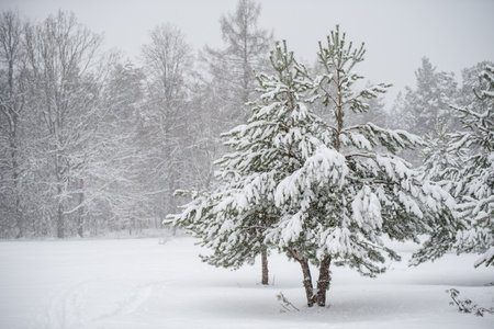 Snowy trees and snowflakes. Christmas concept. Winter landscapeの写真素材