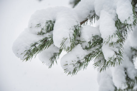 Fir Christmas tree branch in the snow in the winter forestの写真素材