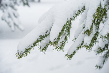 Fir Christmas tree branch in the snow in the winter forestの写真素材