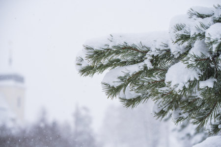 Fir Christmas tree branch in the snow in the winter forestの写真素材
