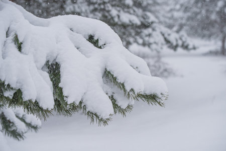 Fir Christmas tree branch in the snow in the winter forestの写真素材