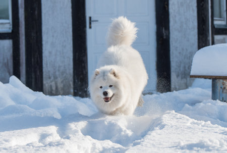 Samoyed white dog is running on snow outsideの写真素材