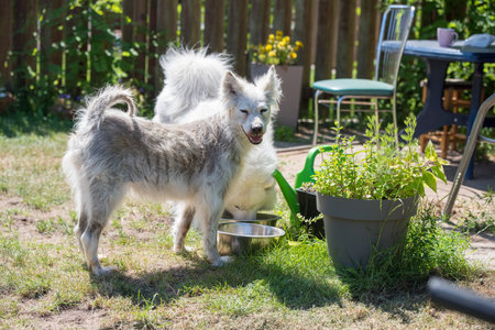 Alopecia disease Samoyed dog. Dermatitis and Itching of Dogsの写真素材