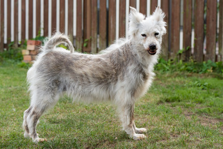Alopecia disease Samoyed dog. Dermatitis and Itching of Dogsの写真素材
