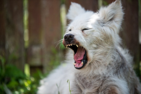 Alopecia disease Samoyed dog. Dermatitis and Itching of Dogsの写真素材