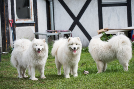 Samoyed puppies dogs are sitting and playing on green meadowの写真素材