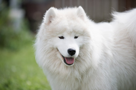 White Samoyed puppy sits on the green grass. Dog in nature, a walk in the parkの写真素材