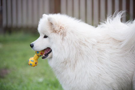 Fluffy white Samoyed puppy dog is playing with toyの写真素材