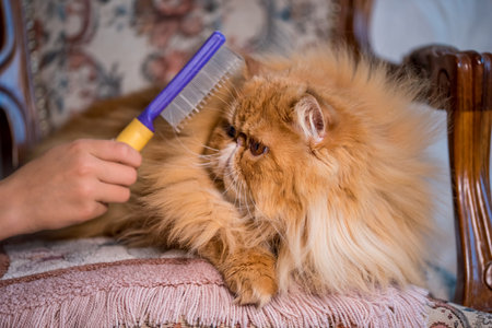 Red Longhair Persian exotic cat close upの写真素材