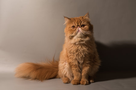 Persian Exotic Longhair cat is on gray backgroundの写真素材