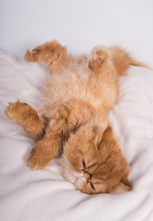 Funny Persian red haired domestic cat is lying on a bed on a white blanket in a funny poseの写真素材