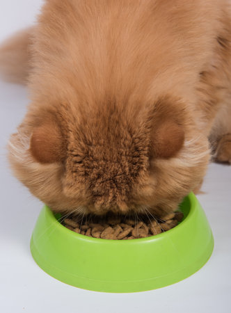 Red cat eats dry food from a bowl. Persian Exotic Longhair cat is on white backgroundの写真素材