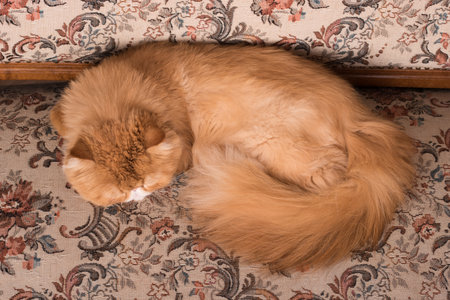 Persian red haired domestic cat sleeps at home, lying on a bed in a funny poseの写真素材