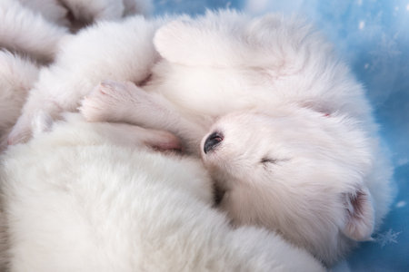 White fluffy small Samoyed puppy dog is sleeping on blue backgroundの写真素材