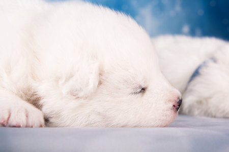 White fluffy small Samoyed puppy dog is sleeping on blue backgroundの写真素材