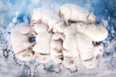 Eight puppies. White fluffy small Samoyed puppies dogs are sleeping on blue backgroundの写真素材
