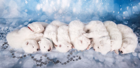 Eight puppies. White fluffy small Samoyed puppies dogs are sleeping on blue backgroundの写真素材