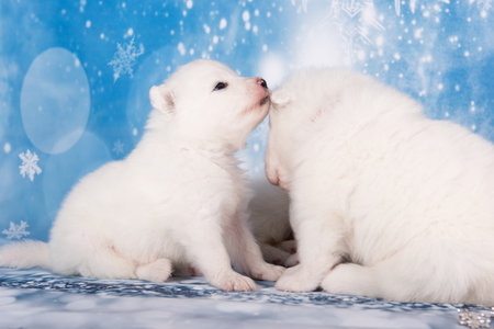 White fluffy two puppies. White fluffy small Samoyed puppies dogs are sitting on blue backgroundの写真素材