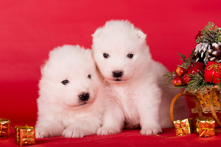 Christmas puppies. Samoyed puppies dogs on Christmas red background. Merry Christmasの写真素材